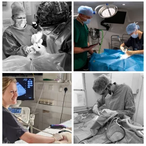 Collage of Chelsea Veterinary Surgery team at Elizabeth Street practice – friendly local vets in central London