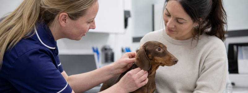 Flea Prevention Tips for Pets in Fulham