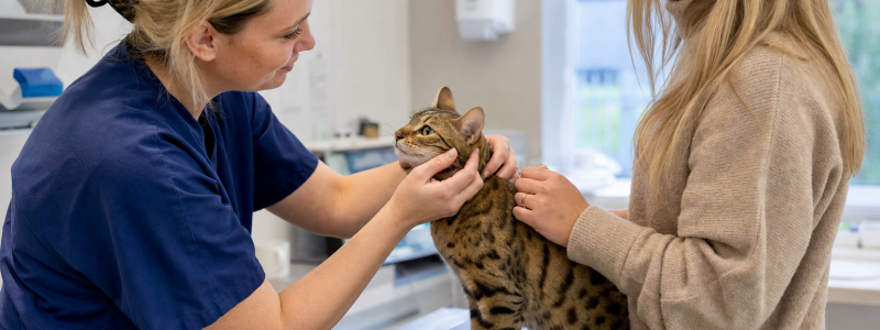 Cat VIP Plan Benefits in Chelsea