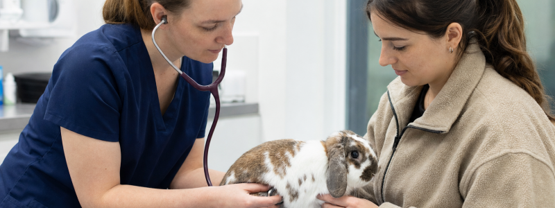 Rabbit Care Advice for Chelsea Owners