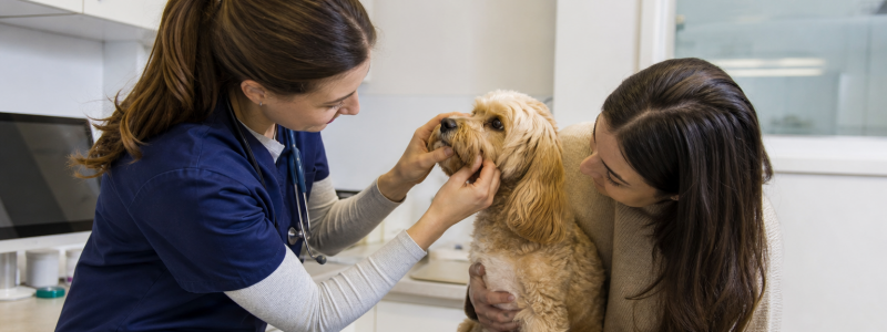 What Happens During a Pet Health Check in Kensington?