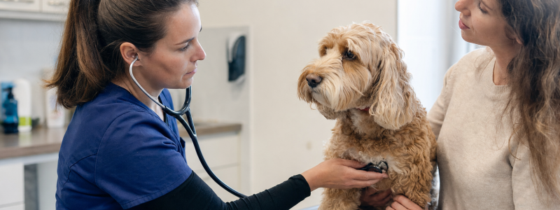 Seasonal Pet Health Risks in West London