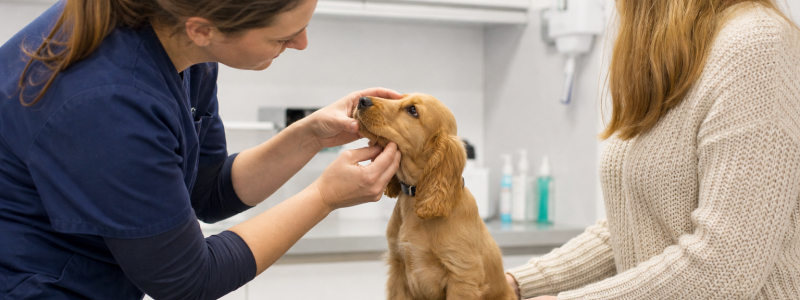 Socialising Your Puppy in Hyde Park