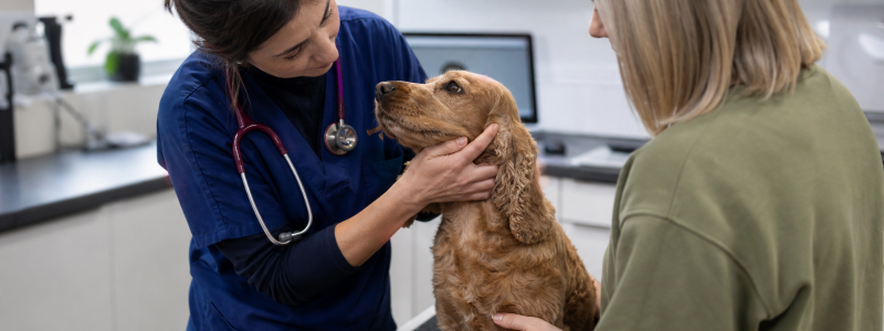 Free Pet Insurance Explained for Chelsea Owners