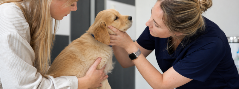 Puppy Care Guide for New Owners in Fulham