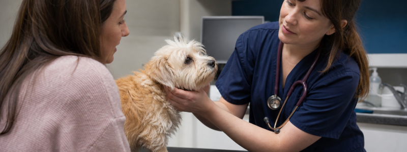 How 0% Finance Helps Pet Owners in Fulham