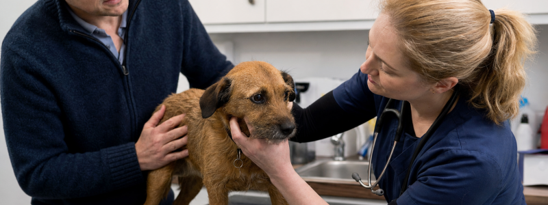 Why Regular Vet Visits Save Money in Chelsea