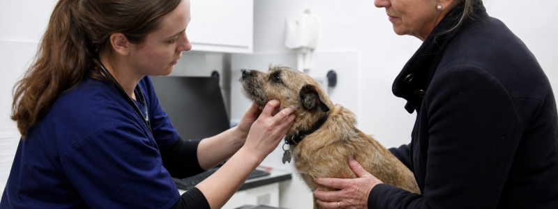 Senior Pet Care in Kensington & Knightsbridge