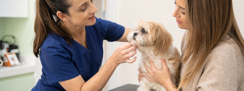 Choosing the Right Vet in Kensington: What to Look For