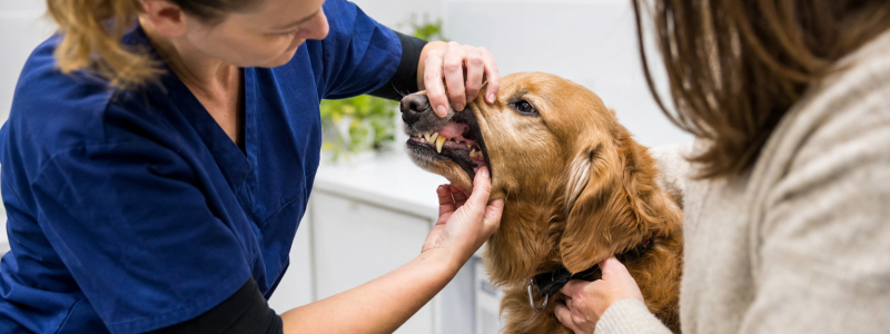 Dental Care for Pets in Chelsea