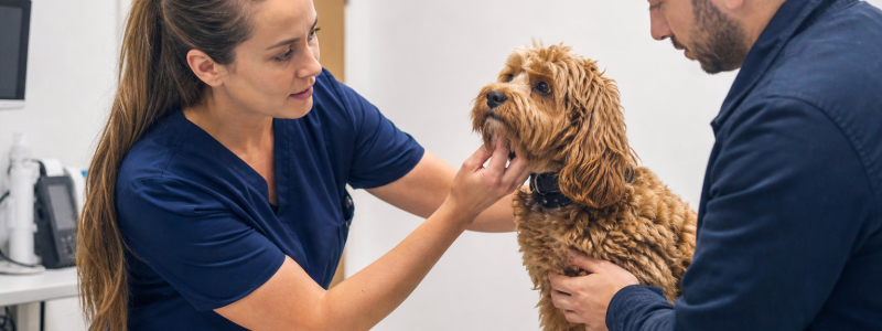 Dog Behaviour Tips for Chelsea Owners