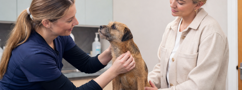 Exploring Current Vet Offers in Chelsea