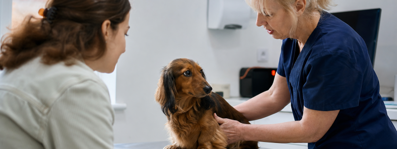 How to Book a Vet Appointment in Chelsea